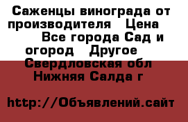 Саженцы винограда от производителя › Цена ­ 800 - Все города Сад и огород » Другое   . Свердловская обл.,Нижняя Салда г.